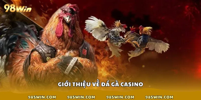 Giới thiệu về đá gà casino