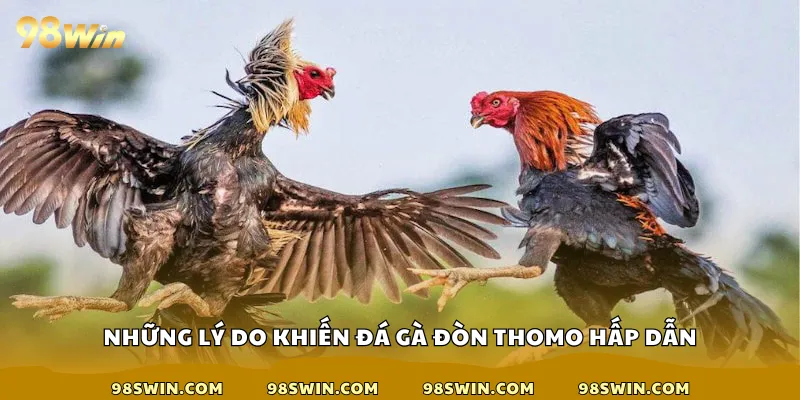 Những lý do khiến đá gà đòn Thomo hấp dẫn