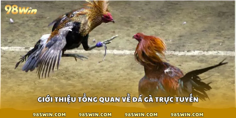 Giới thiệu tổng quan về đá gà trực tuyến